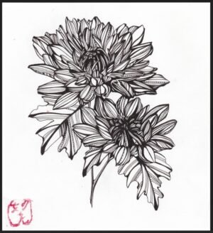 Collections aki (autumn)