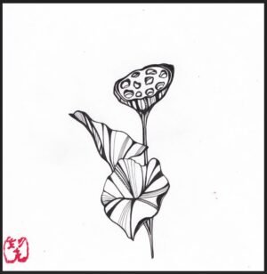 Collections hasu san (lotus pod)