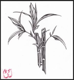 Collections natsu (summer)