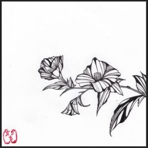 Collections tsubaki (camellia)